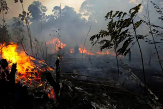 Orman yangınlarının çoğu insan kaynaklı