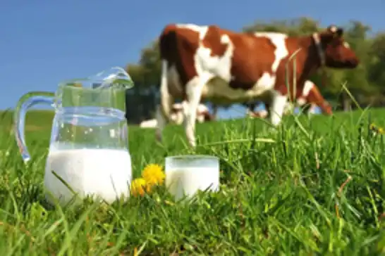 Ticari süt işletmelerince 897 bin ton inek sütü toplandı