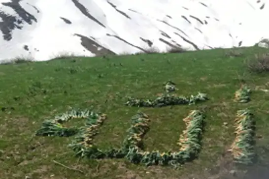 Bitlis'in yaylalarında toplanan çiriş otuyla "Allah" lafzı yazıldı