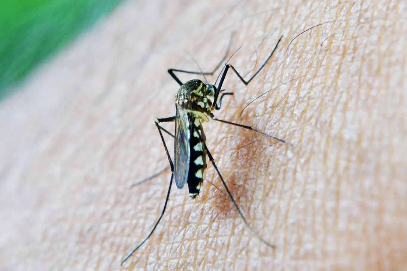 Uzmanlar, sıtma hastalığı konusunda uyarıyor