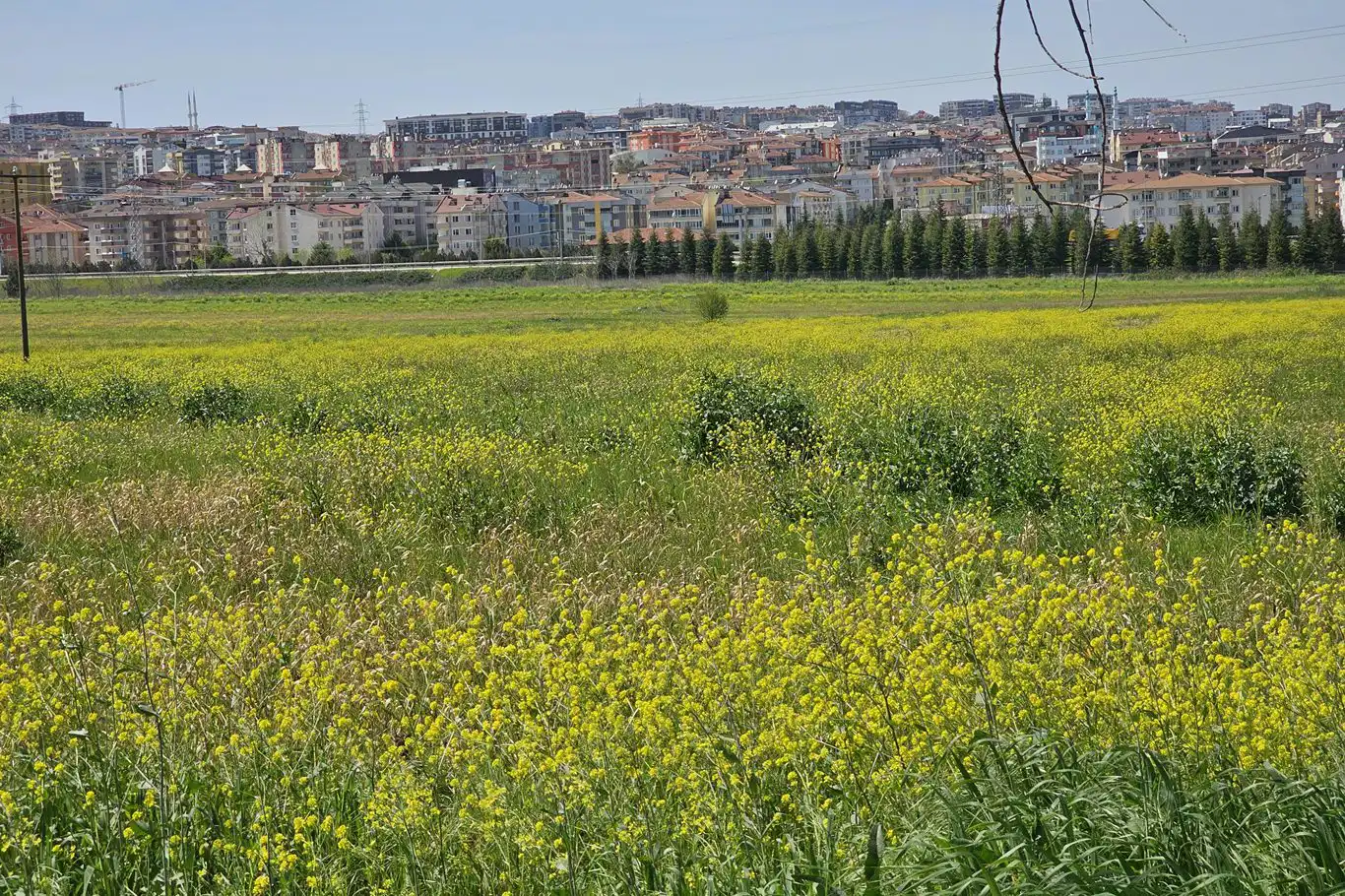Baharda açan çiçekler Bursa'ya renk kattı Baharda açan çiçekler Bursa'ya renk kattı