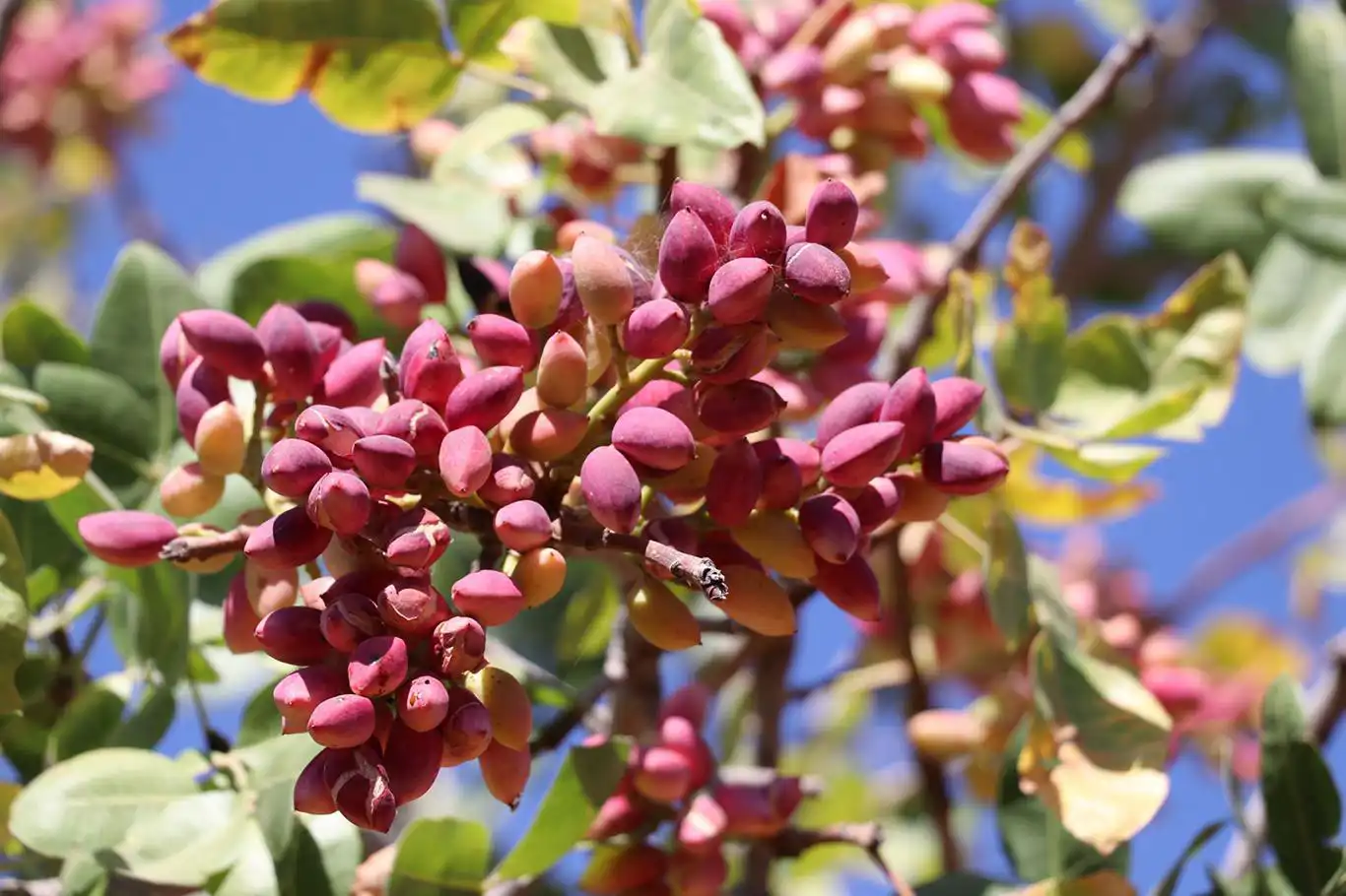 Türkiye's pistachio exports surge to $73.79 million in 2024's first quarter