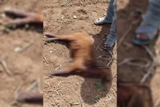 Şanlıurfa'da başıboş köpekler küçükbaş hayvanlara saldırdı