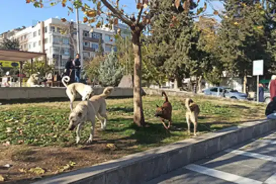 Şanlıurfa'da başıboş sokak köpekleri toplanılıyor