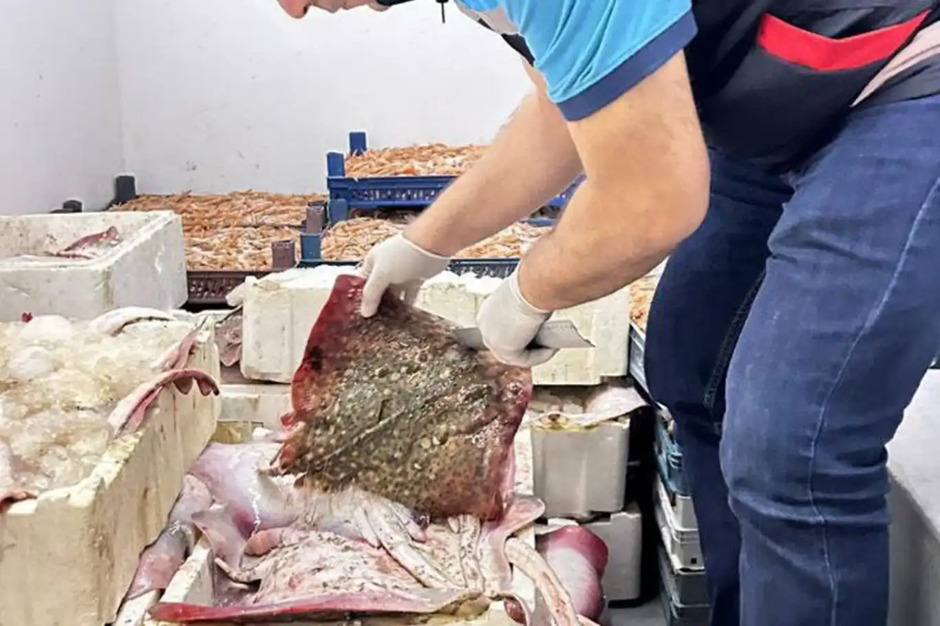Bursa'da avlanması yasak olan 1 ton vatoz balığı ele geçirildi Bursa'da avlanması yasak olan 1 ton vatoz balığı ele geçirildi