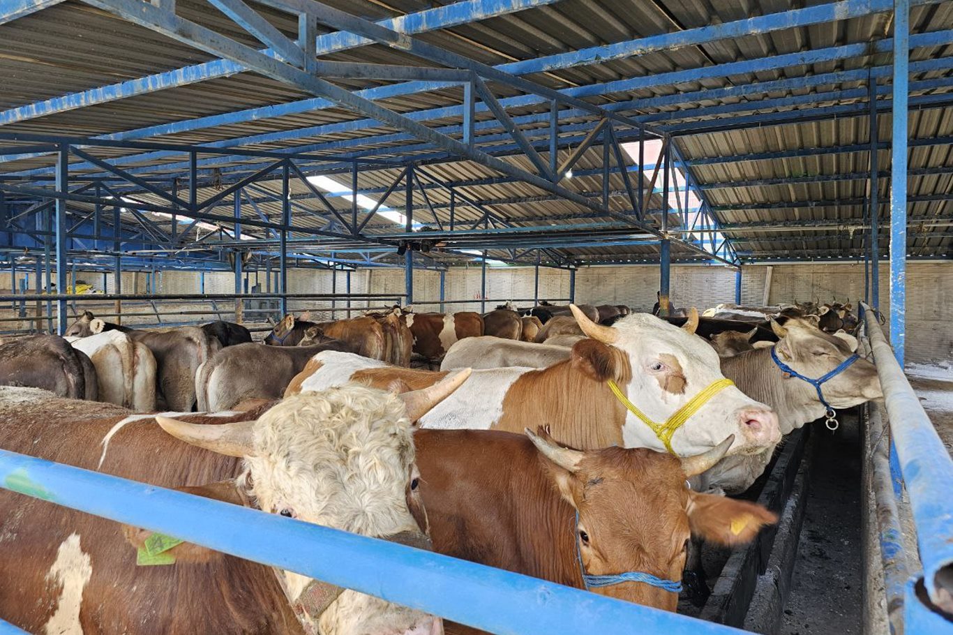 Bursa'da kurban pazarlarına "kurbanlıklar" gelmeye başladı