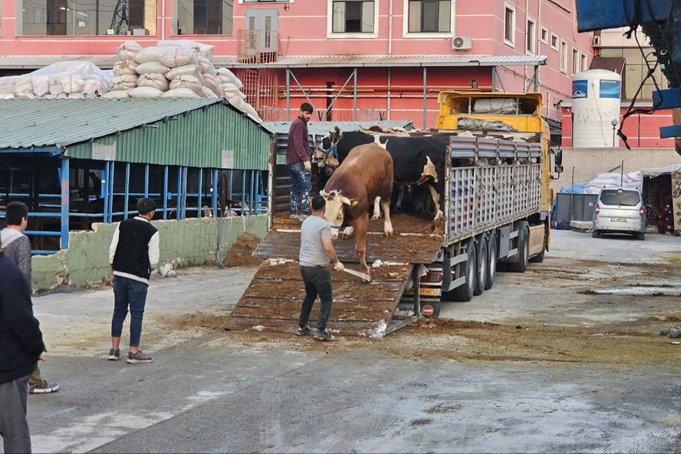 Bursa'da kurban pazarlarına "kurbanlıklar" gelmeye başladı