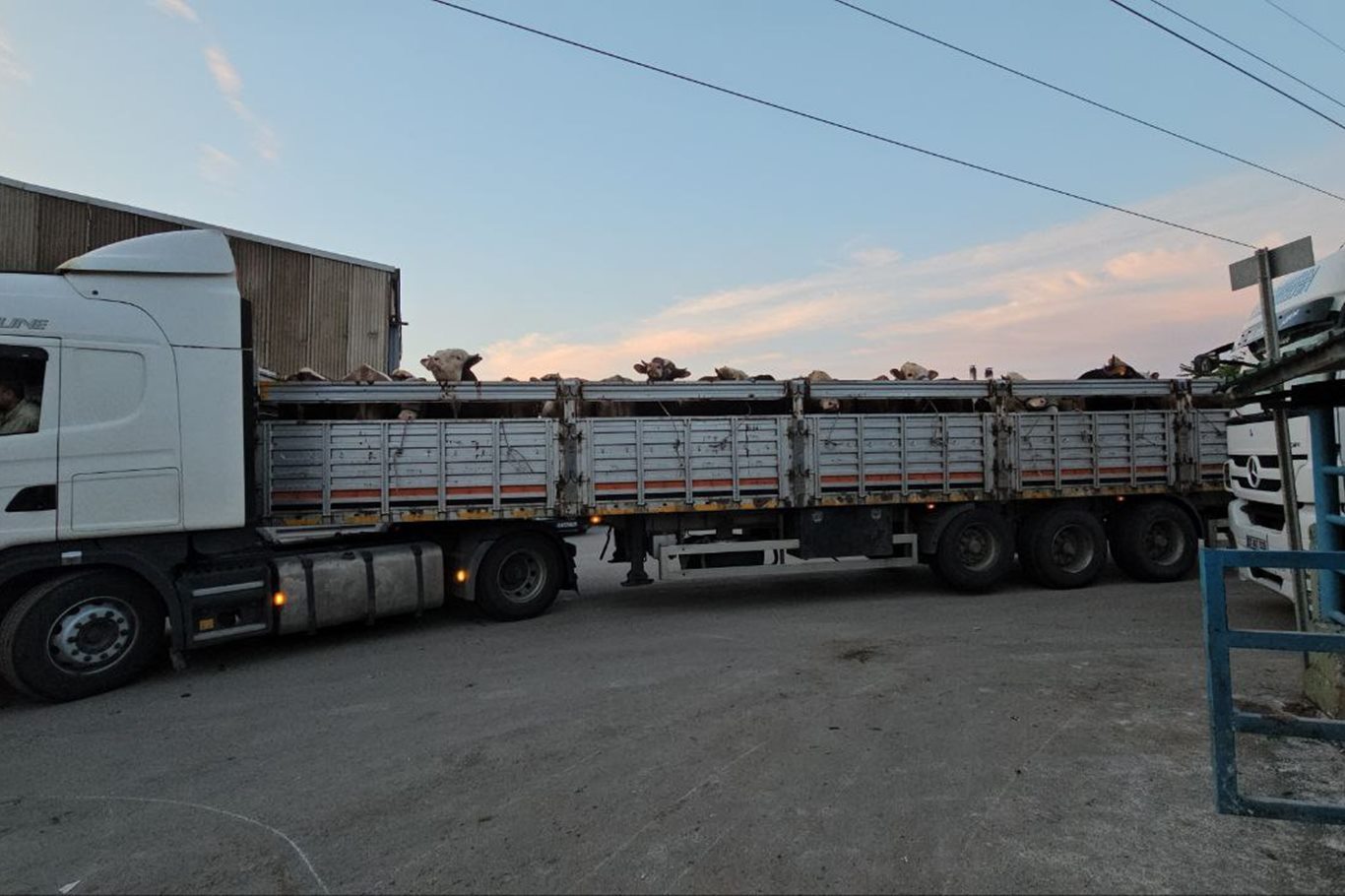 Bursa'da kurban pazarlarına "kurbanlıklar" gelmeye başladı