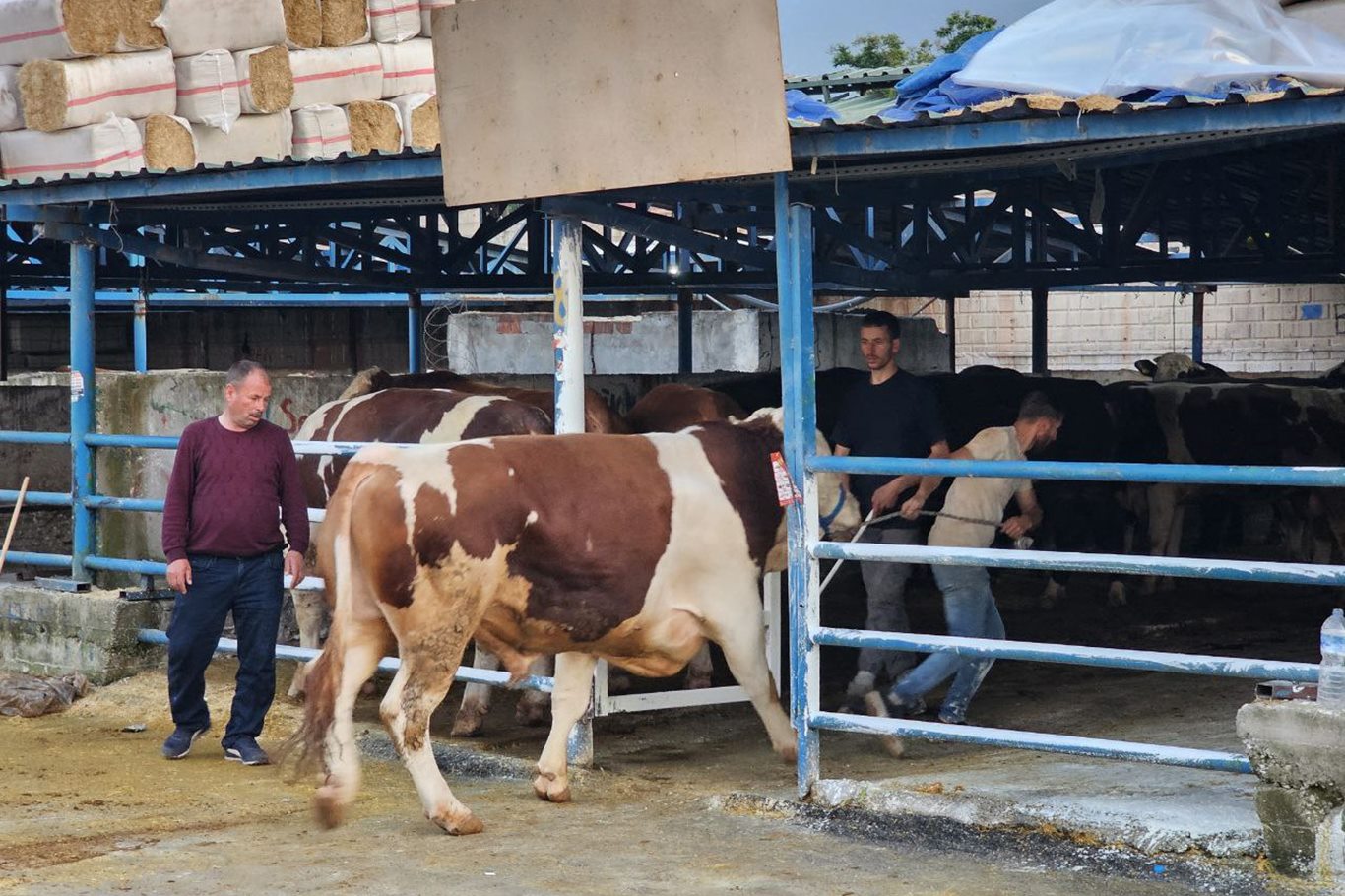 Bursa'da kurban pazarlarına "kurbanlıklar" gelmeye başladı