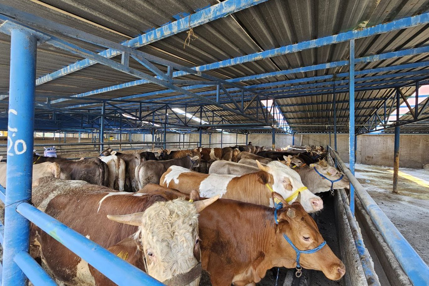 Bursa'da kurban pazarlarına "kurbanlıklar" gelmeye başladı