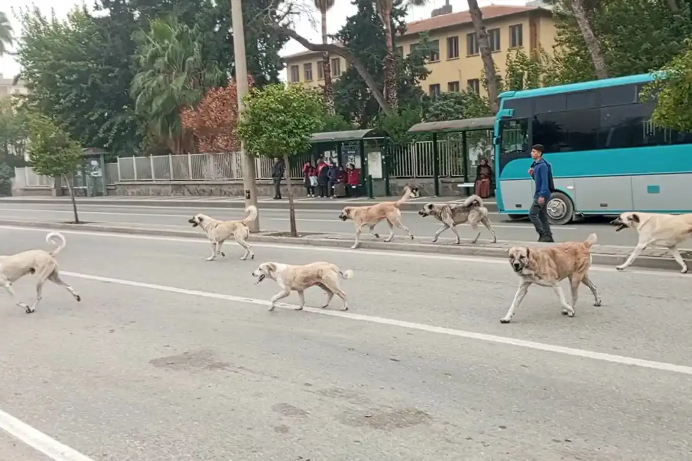 Türkiye'de 4 milyona yakın başıboş köpek var Türkiye'de 4 milyona yakın başıboş köpek var