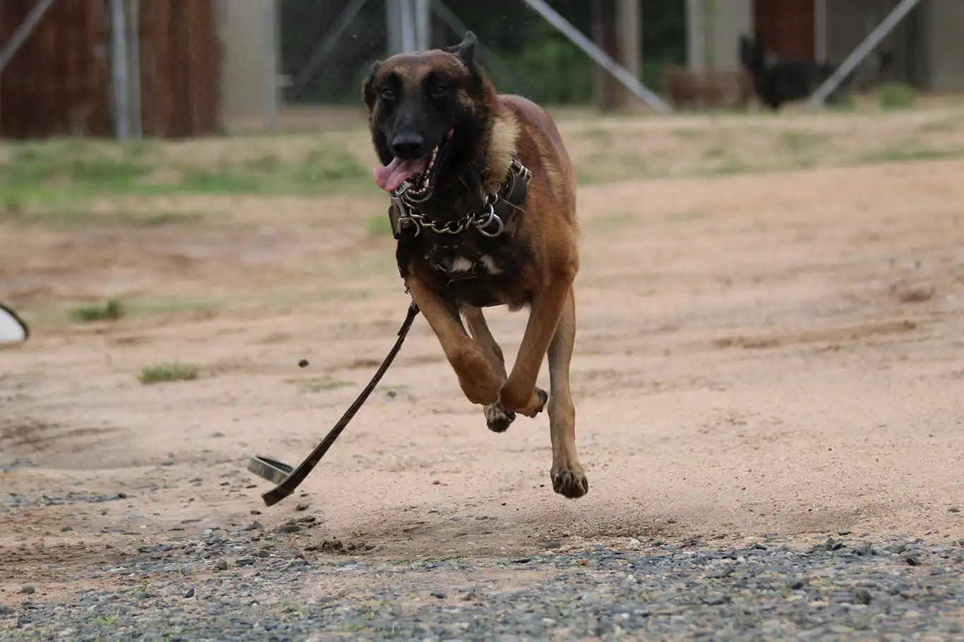 Bursa'da başıboş köpek saldırısı: 2 yaralı