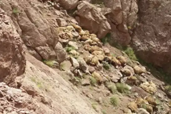 Van'da uçurumdan atlayan 28 koyun telef oldu