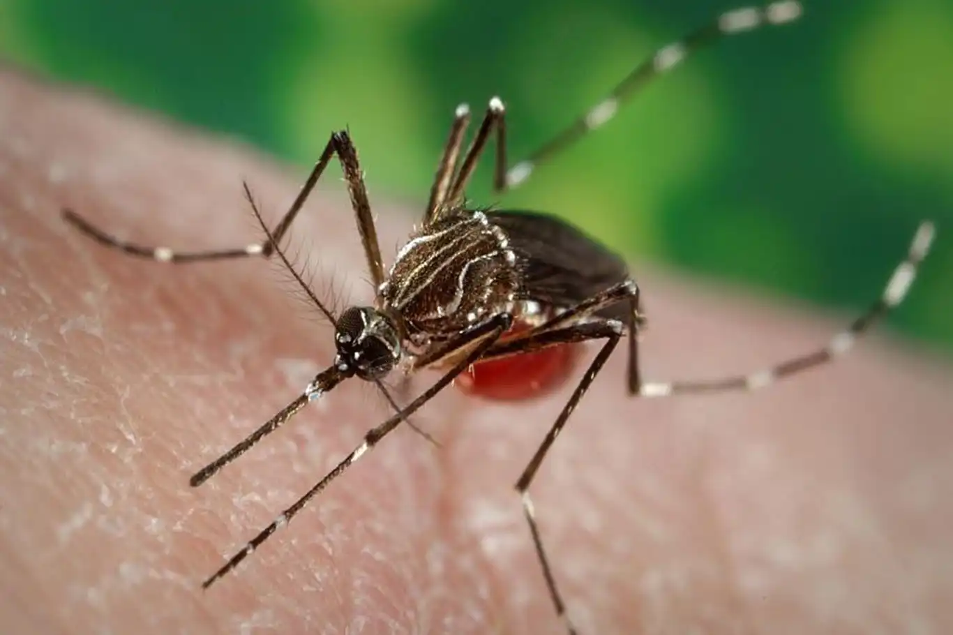 CDC issues health advisory on rising dengue infections in the U.S.