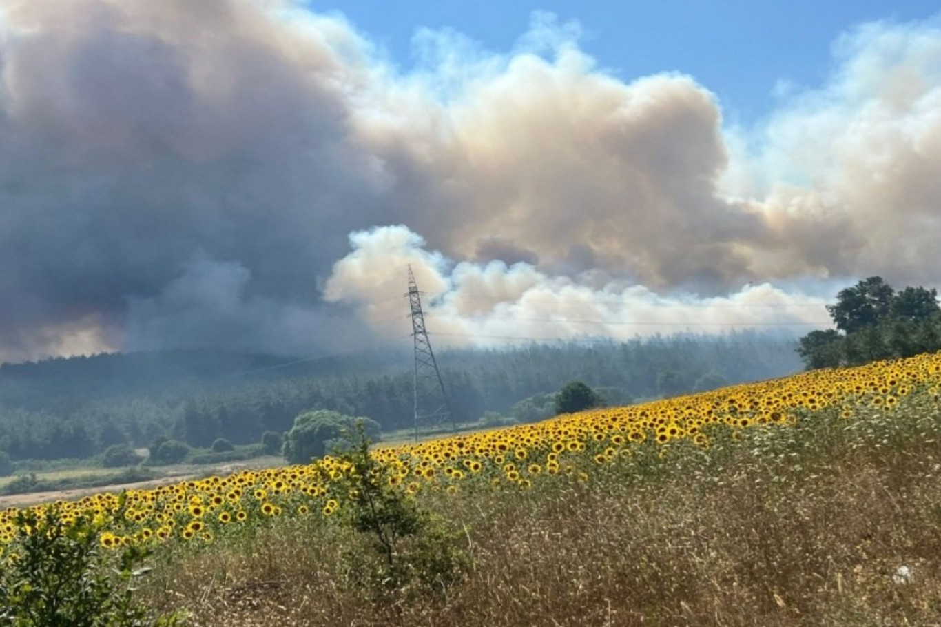 Bursa'da makilik alanda yangın