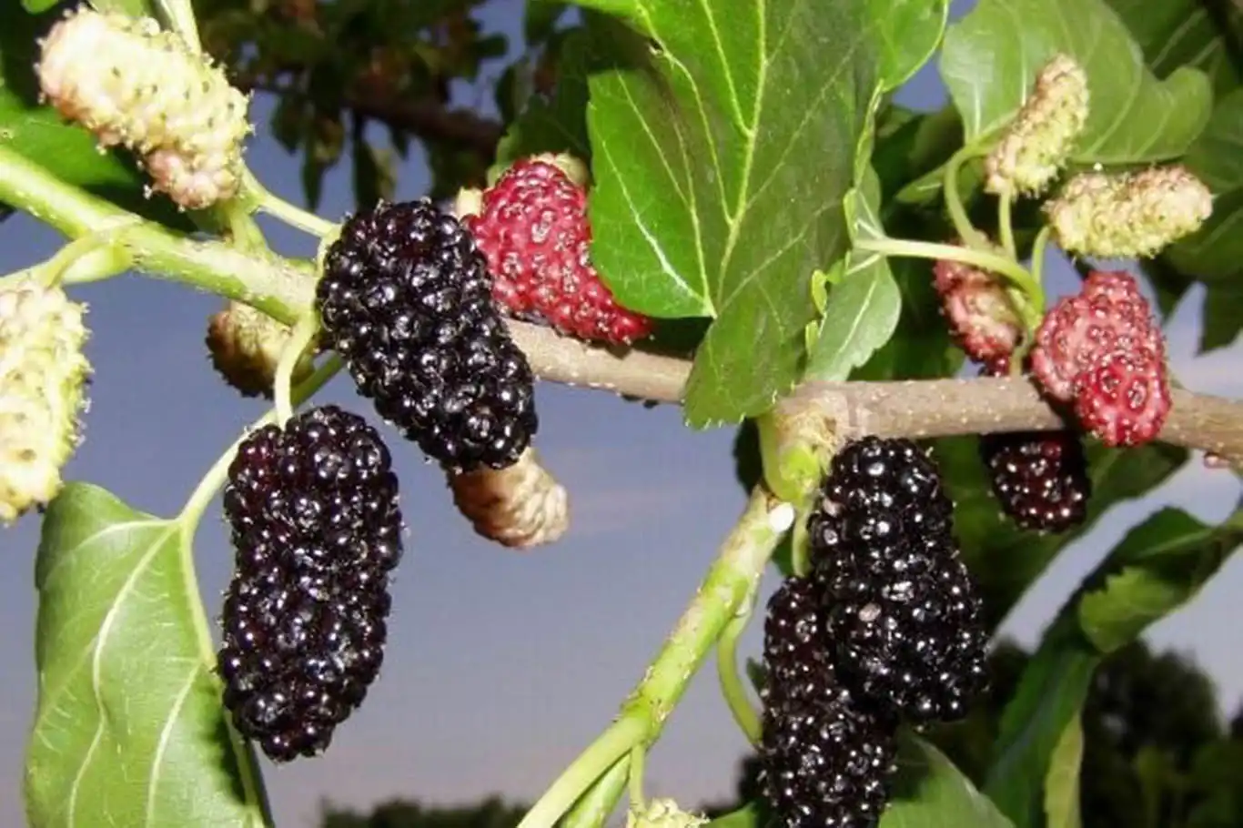 Karadutun faydaları