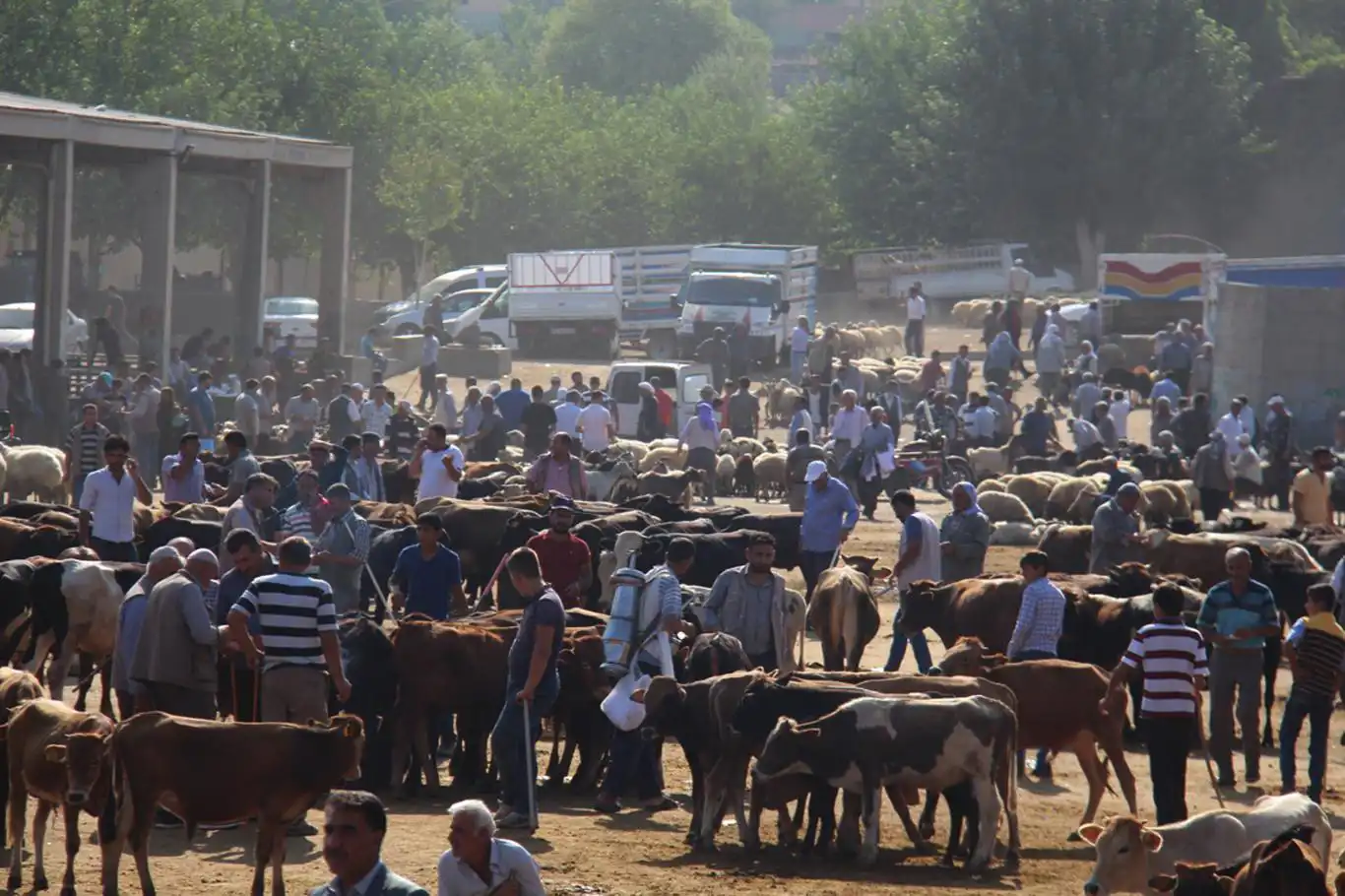 Diyarbakır'da kurban satış ve kesim yerleri belli oldu - [İLKHA] İlke Haber Ajansı