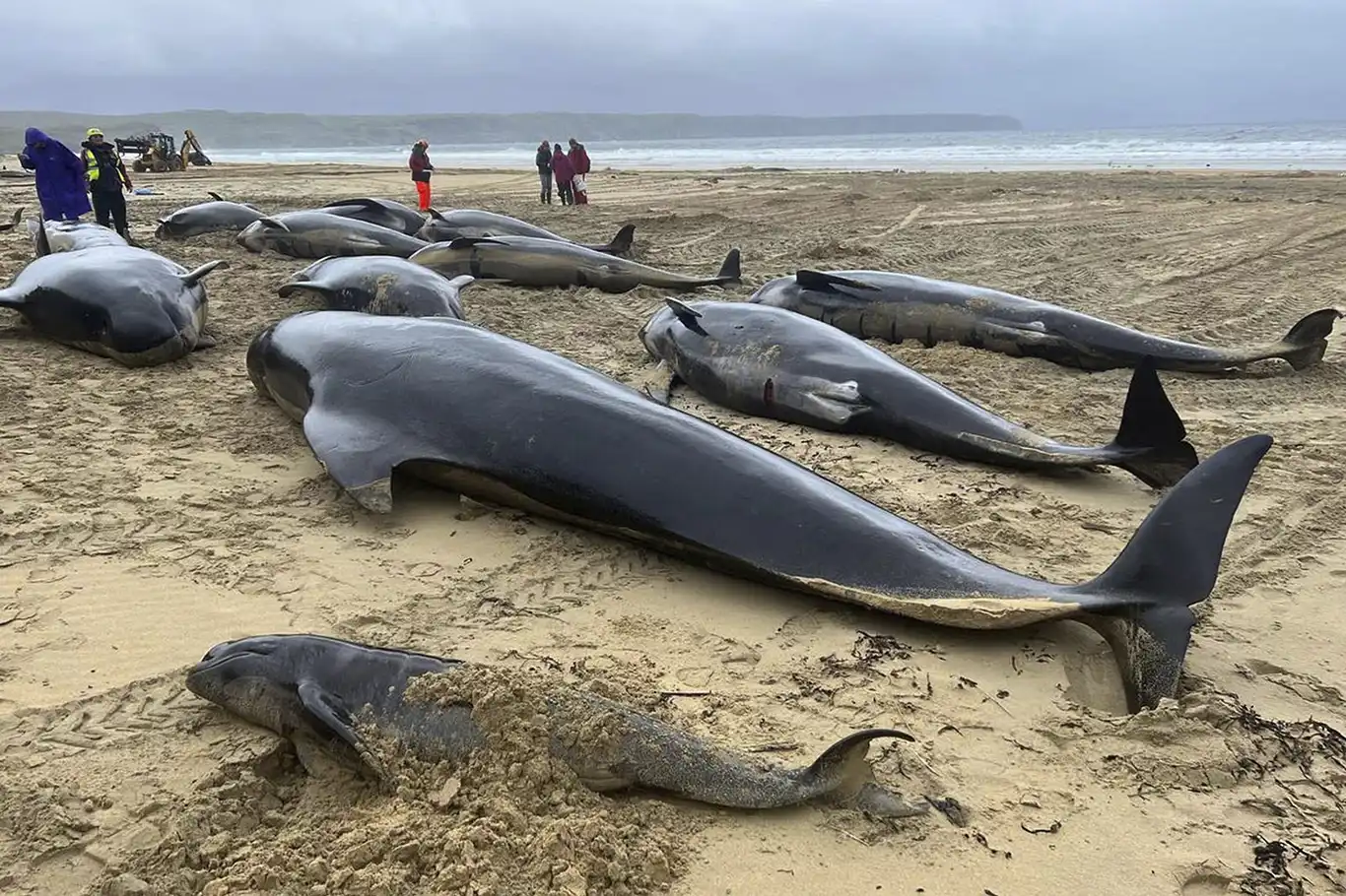 77 pilot whales die in mass stranding on Scotland’s Orkney Islands 77 pilot whales die in mass stranding on Scotland’s Orkney Islands