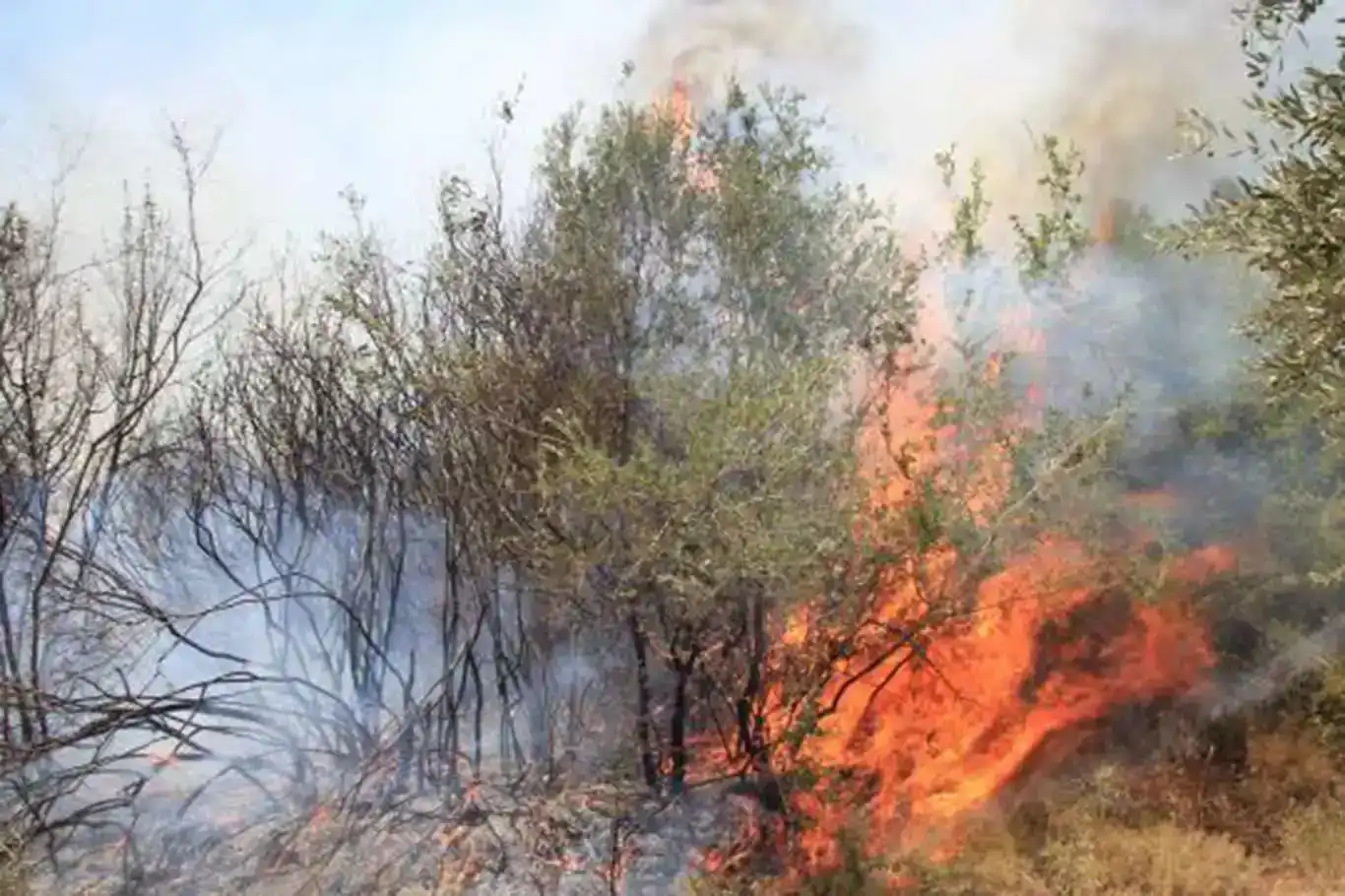 İzmir, Hatay ve Denizli'de orman yangını