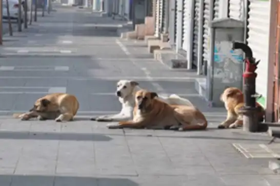 Başıboş sokak köpekleri teklifi komisyondan geçti