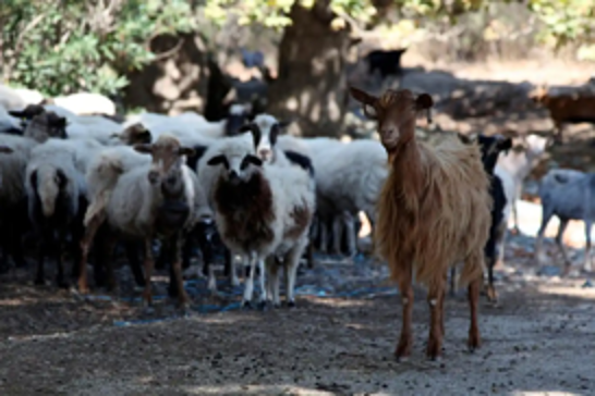 Greece imposes sheep and goat transport ban amid plague outbreak