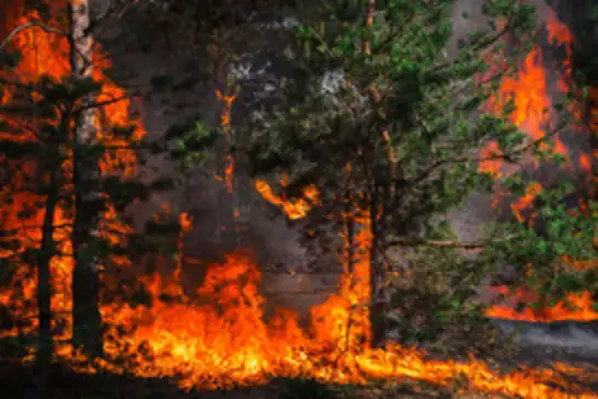ABD'de çıkan orman yangınlarında 139 bin dönümlük alan yandı