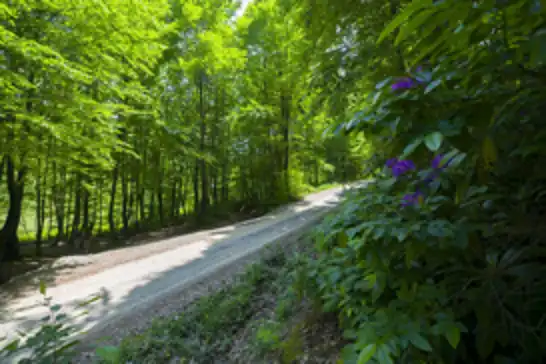 Zonguldak'ta ormanlık alanlara girişler yasaklandı
