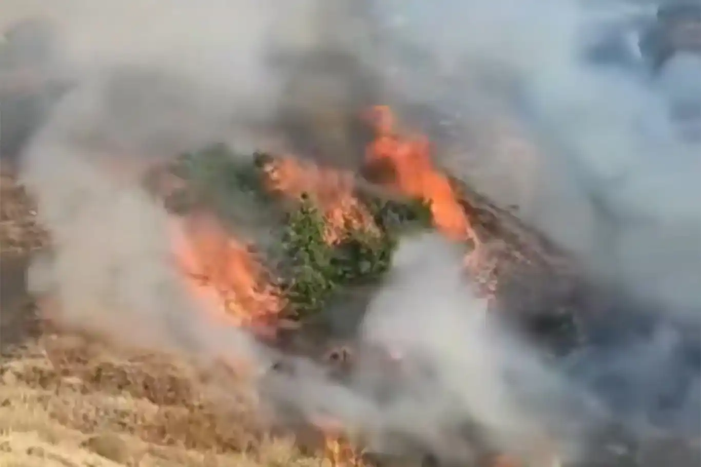 Bingöl’de orman yangını