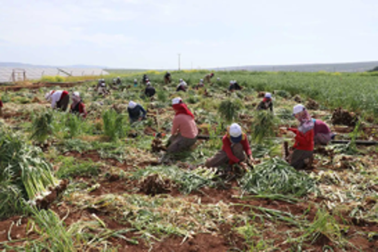 Türkiye’s paid employment rises by 3.4% annually in July