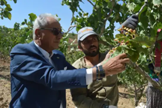 Siirt Fıstığı hasadına başlandı