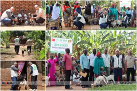 Hope Caravan distributes milk goats to needy families in Uganda