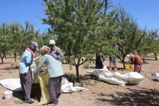 Tarım işçileri: Alım gücümüz kalmadı