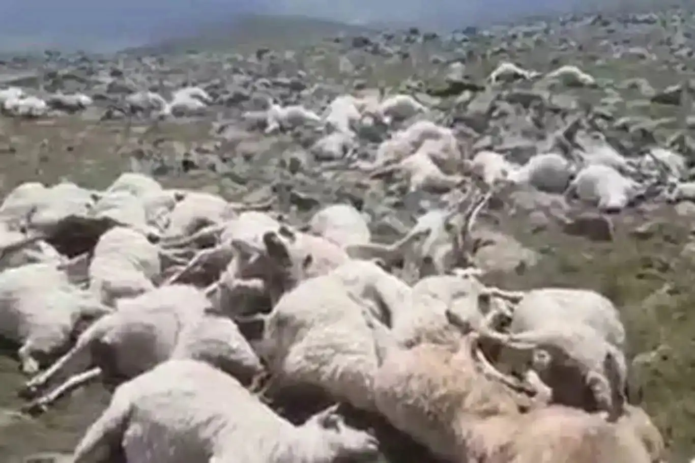 Brûsk li kerîyê pez xist: 60 mêşin telifîn Brûsk li kerîyê pez xist: 60 mêşin telifîn