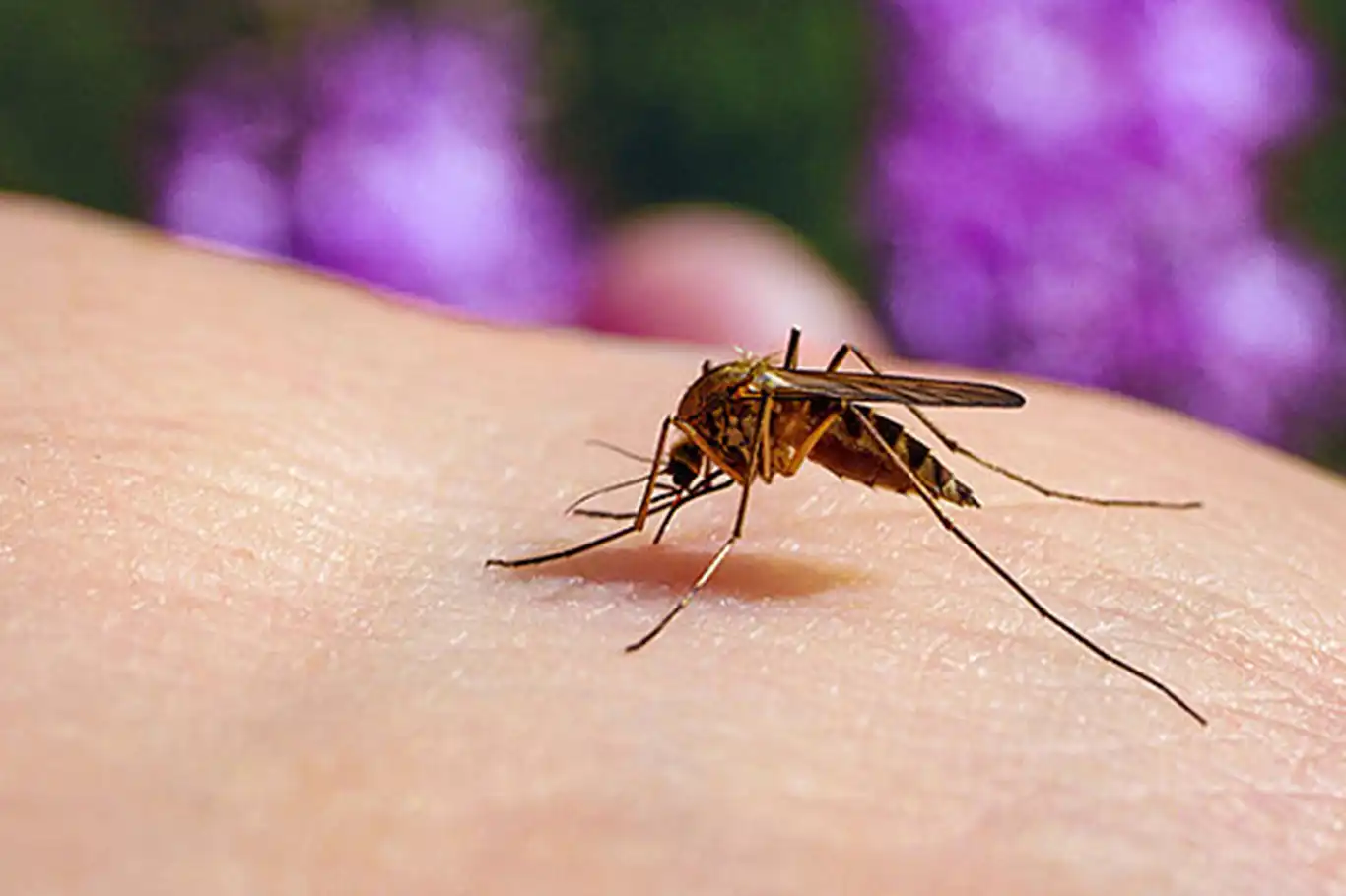 West Nile virus death toll rises in Greece