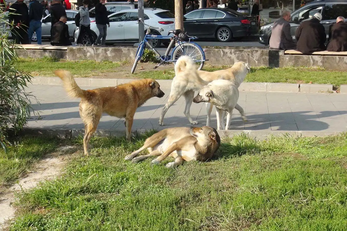 Başıboş köpek saldırıları ve kuduz aşıları arttı, hükümete çözüm çağrısı yapıldı!