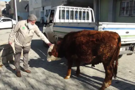 Batman'da bir kadından anlamlı yardım: Ahırındaki danayı Gazze'ye bağışladı