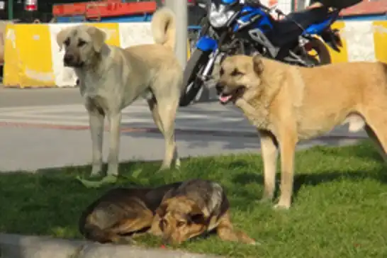 "Başıboş köpek" sorununda "zorlayıcı tedbirler" alınacak