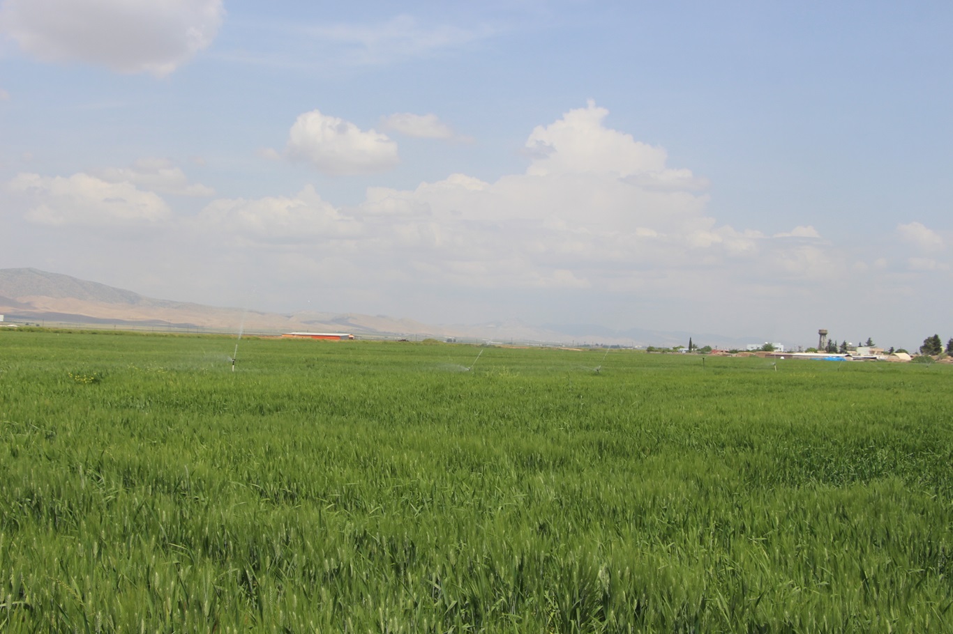 Mardin Ovası