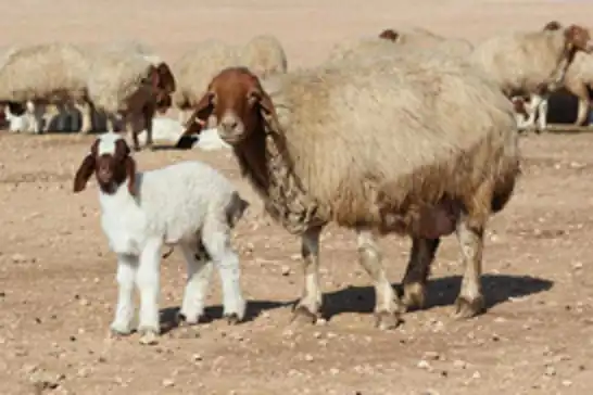 Tunceli'de şap karantinası