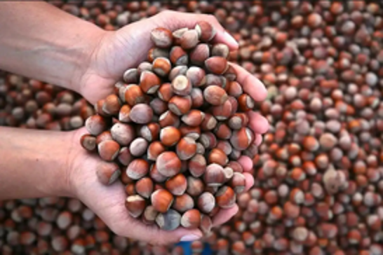 Türkiye’s hazelnut exports reach $1.61 billion in first nine months of 2025