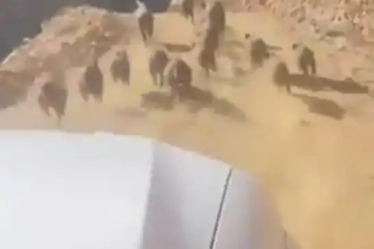 Bingöl’de yaban domuzları köylülerin kâbusu haline geldi