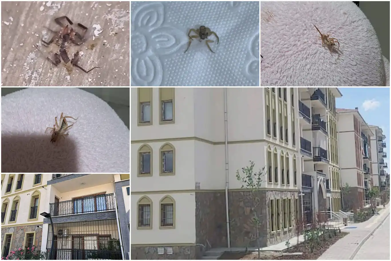 Batman TOKİ konutlarında haşere sorunu: Vatandaş endişeli Batman TOKİ konutlarında haşere sorunu: Vatandaş endişeli