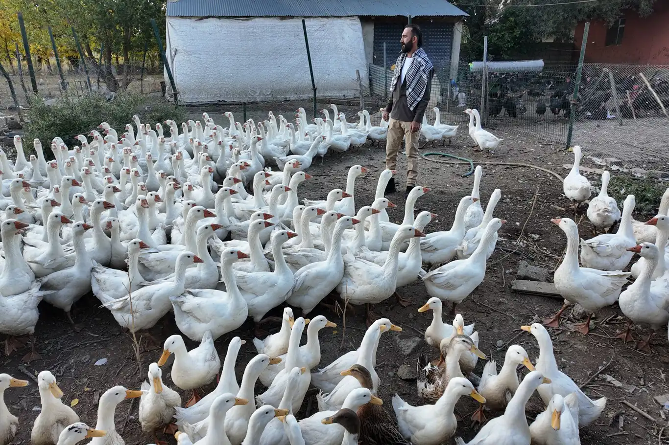 Beslediği kanatlı hayvanlarla kurduğu sıcak bağ tebessüm ettiriyor
