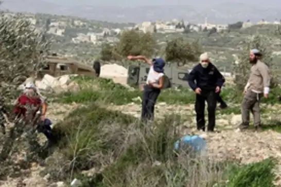 OCHA: Batı Şeria'da bir haftada 71 saldırı, yarısı zeytin hasadıyla bağlantılı