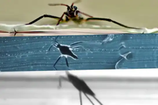 Scientists develop water-strider-inspired mini robot for search-and-rescue missions