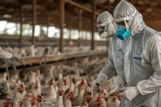 Almanya'da kuş gribi alarmı