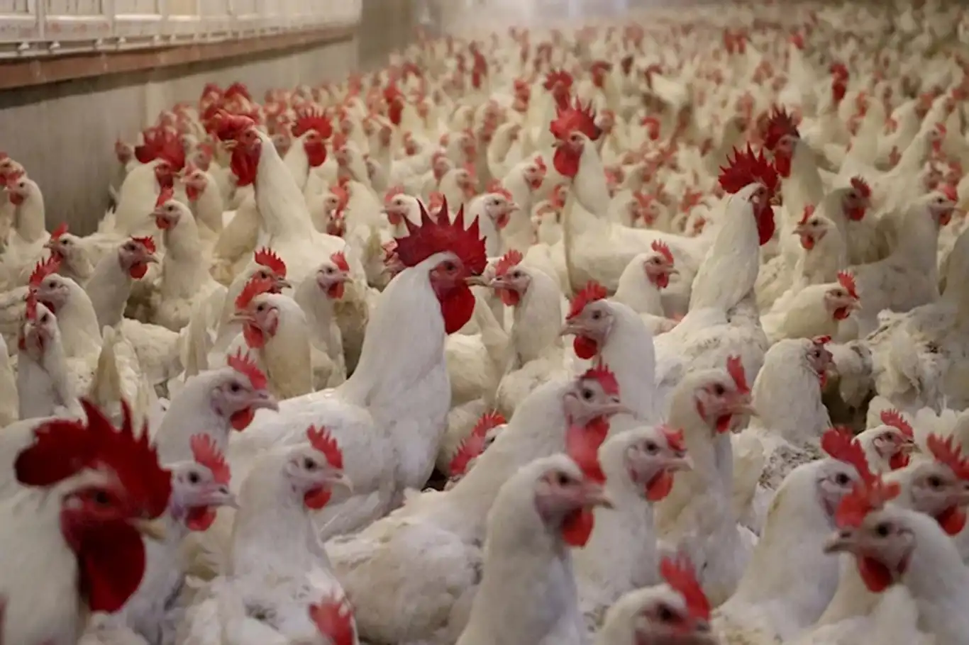 Almanya'da kuş gribi nedeniyle 400 bin kanatlı hayvan itlaf edildi Almanya'da kuş gribi nedeniyle 400 bin kanatlı hayvan itlaf edildi
