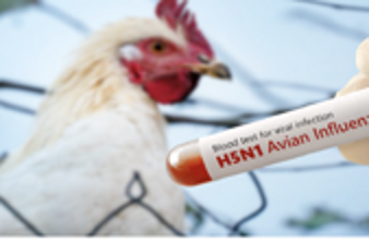 ألمانيا.. إعدام 400 ألف طائر إثر تفشي إنفلونزا الطيور