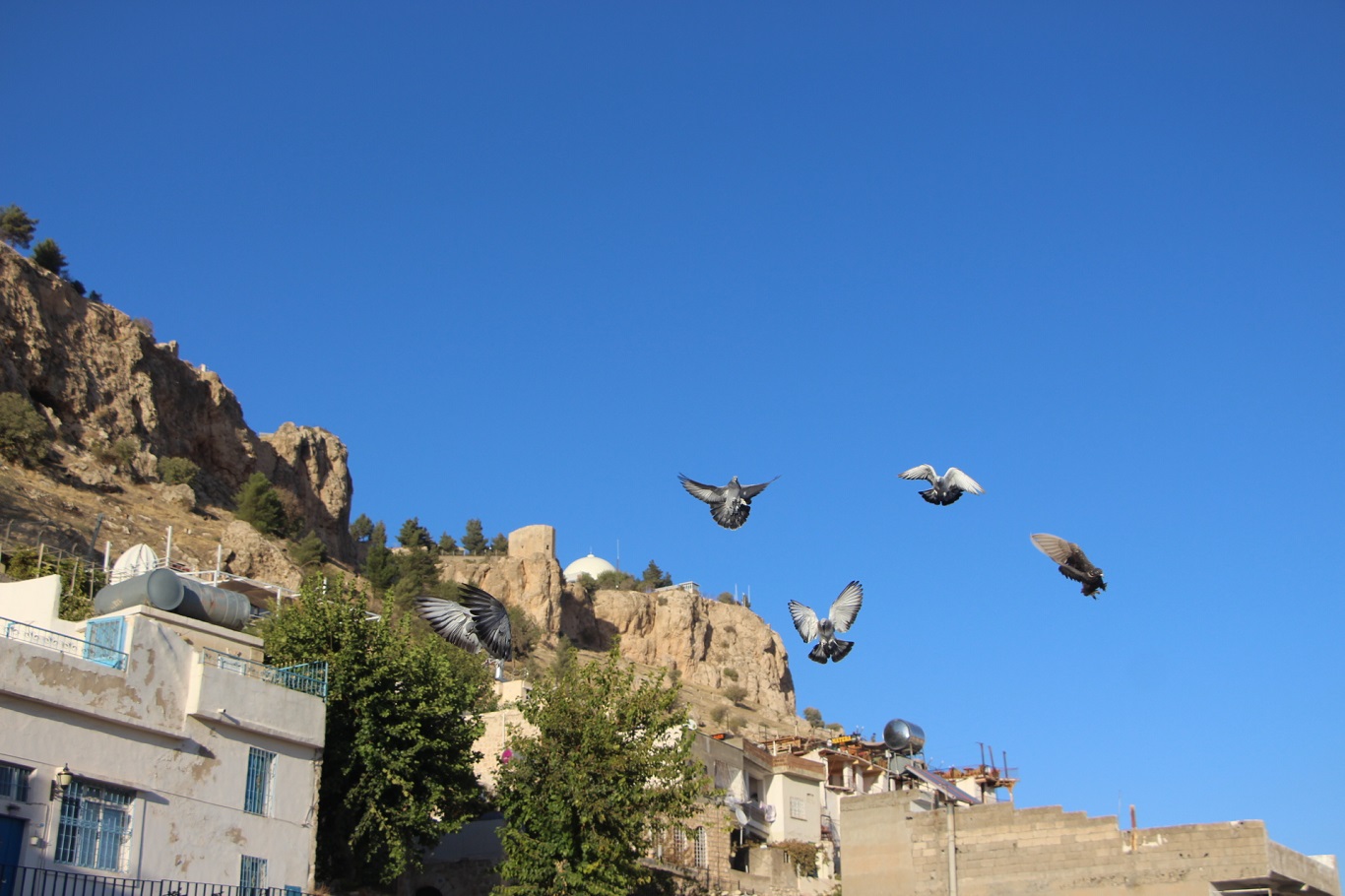 Kadim Kentin Kadim Mirası: Mardin güvercini