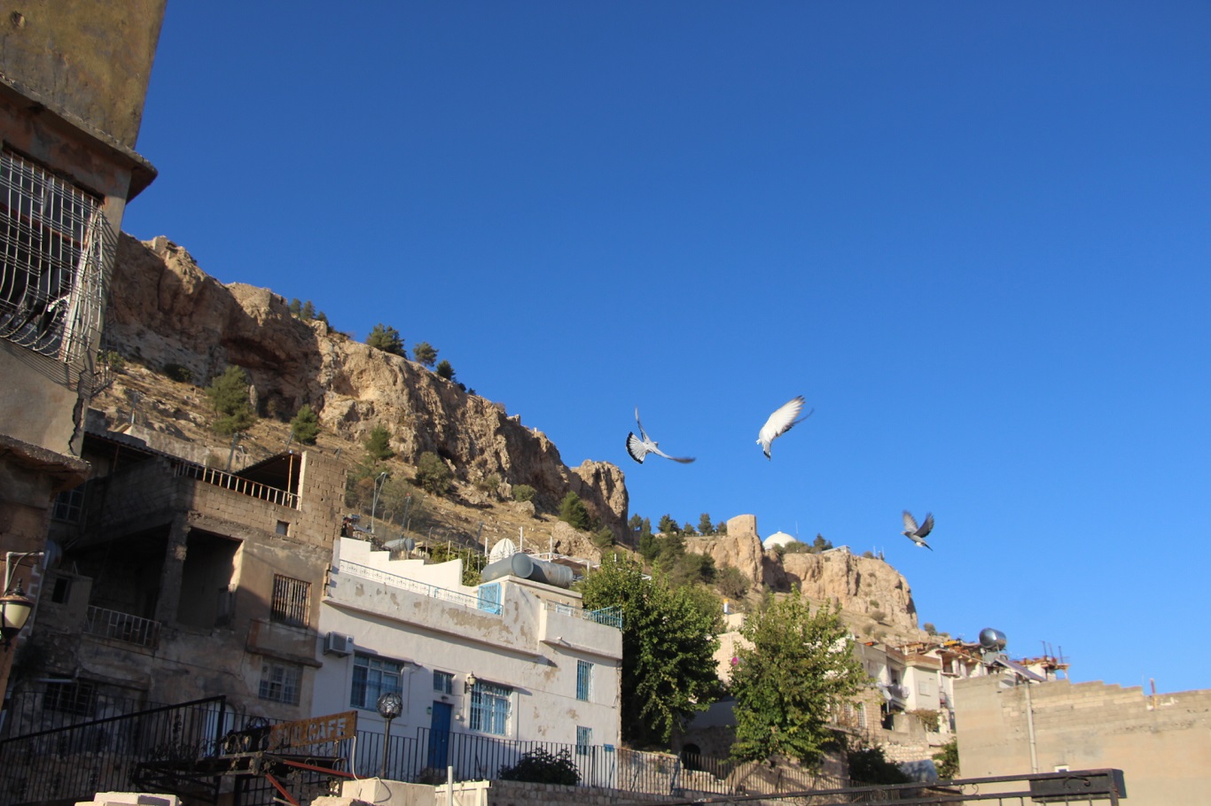 Kadim Kentin Kadim Mirası: Mardin güvercini